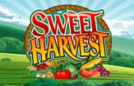 Sweet Harvest
