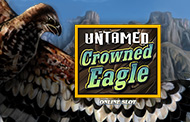 Untamed Crowned Eagle